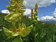 73 Genziana gialla (Gentiana lutea)